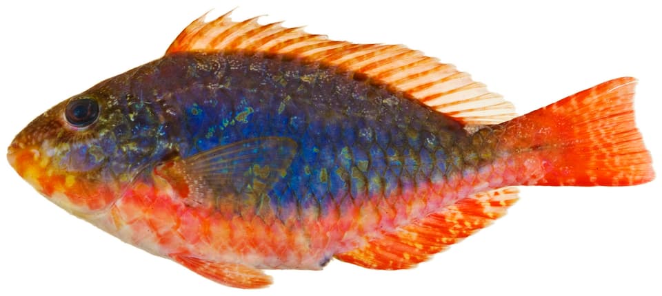 ภาพประกอบของ ปลานกแก้วดำ (Sparisoma aurofrenatum)
