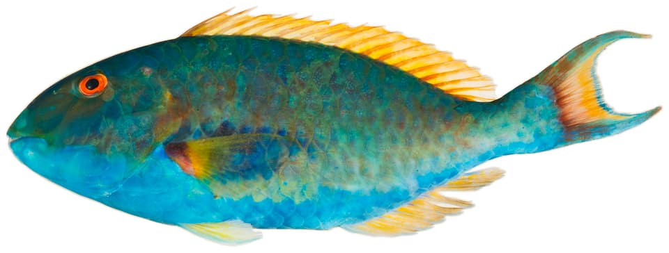 ภาพประกอบของ ปลานกแก้ว chrysopterum (Sparisoma chrysopterum)