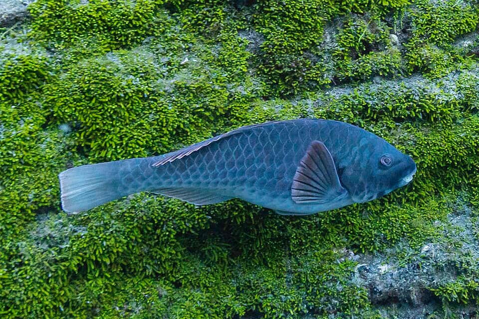 ภาพประกอบของ ปลานกแก้ว cretense (Sparisoma cretense)
