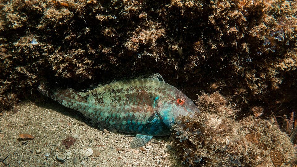 ภาพประกอบของ ปลานกแก้ว tuiupiranga (Sparisoma tuiupiranga)