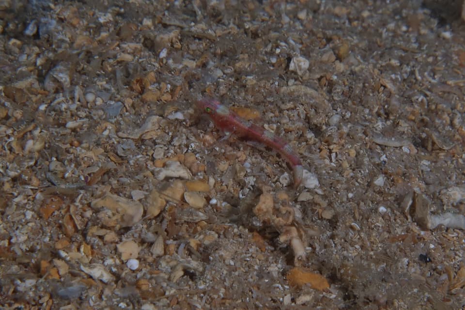 ภาพประกอบของ ปลาบู่บู่ (Speleogobius llorisi)