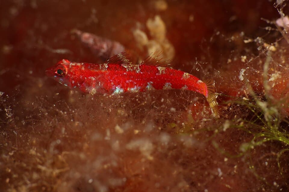 ภาพประกอบของ ปลาบู่บู่ (Speleogobius trigloides)