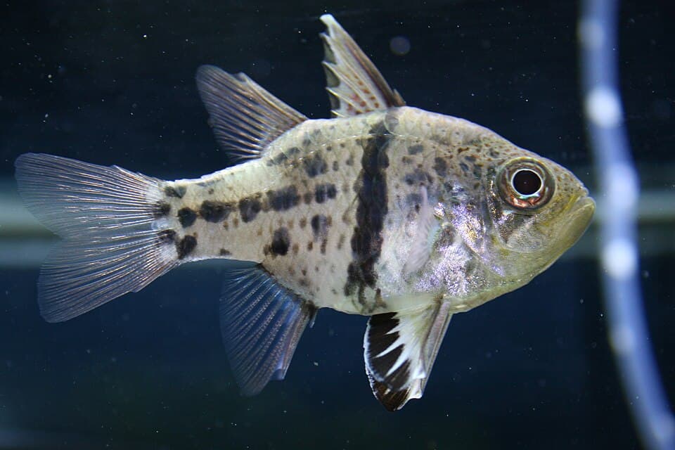 ภาพประกอบของ ปลาอมไข่จุด (Sphaeramia orbicularis)