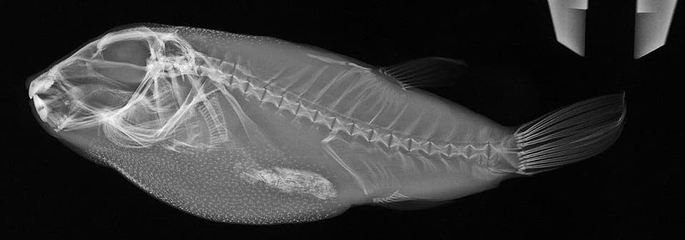 ภาพประกอบของ ปลาปักเป้า georgemilleri (Sphoeroides georgemilleri)
