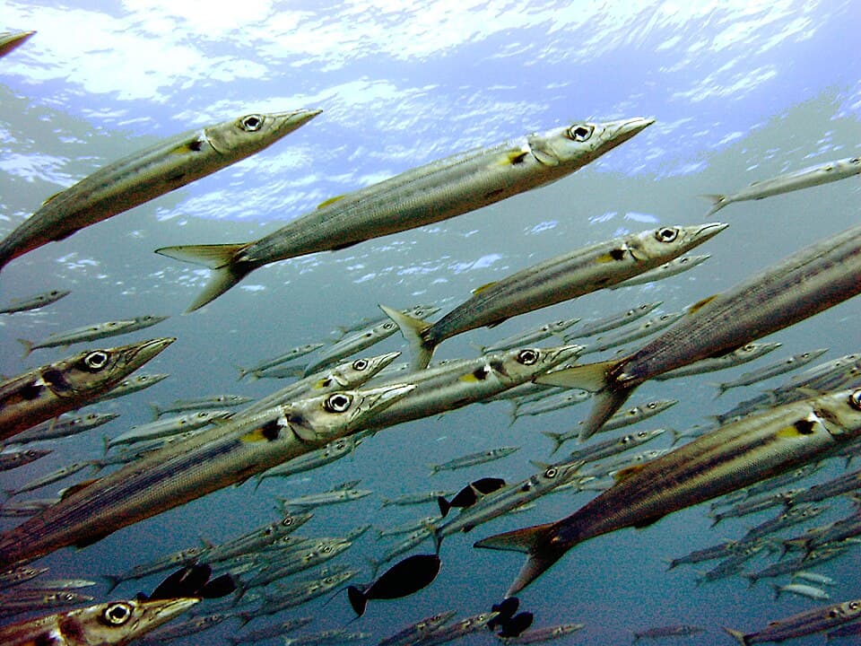 ภาพประกอบของ ปลา forsteri (Sphyraena forsteri)