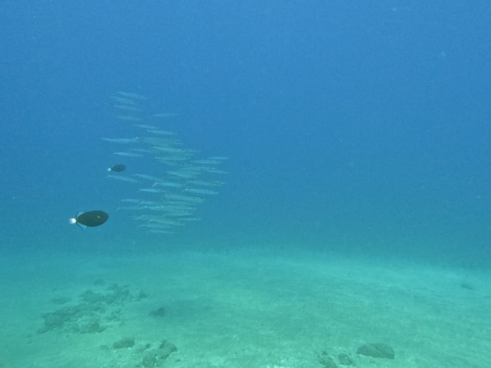 ภาพประกอบของ ปลา helleri (Sphyraena helleri)