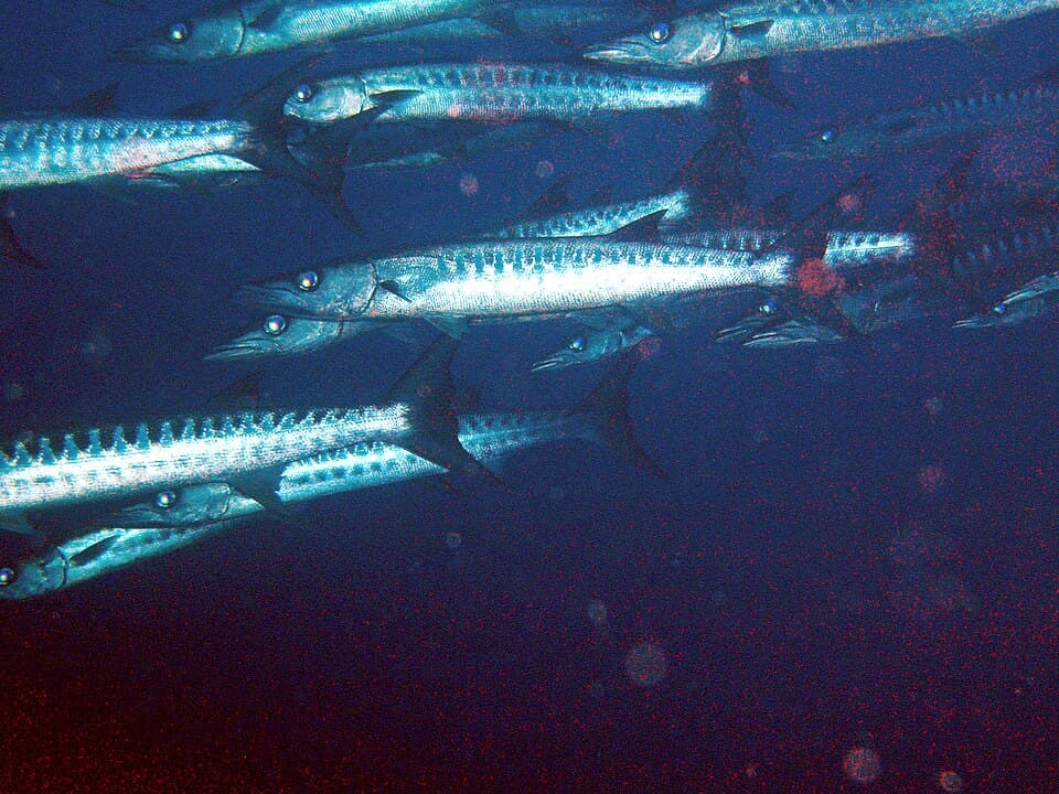 ภาพประกอบของ ปลา putnamae (Sphyraena putnamae)