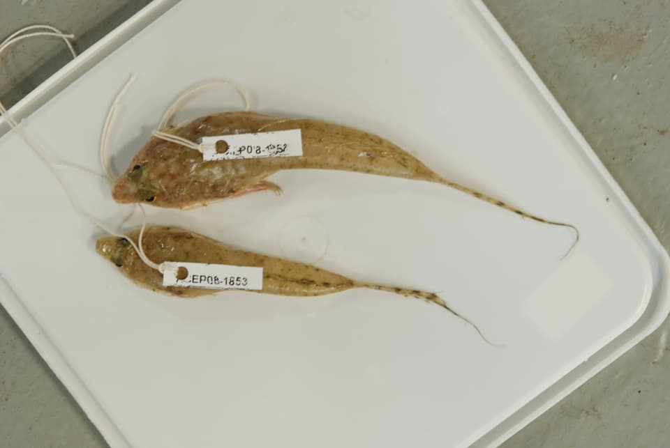 ภาพประกอบของ ปลามังกรน้อย spiniceps (Spinicapitichthys spiniceps)