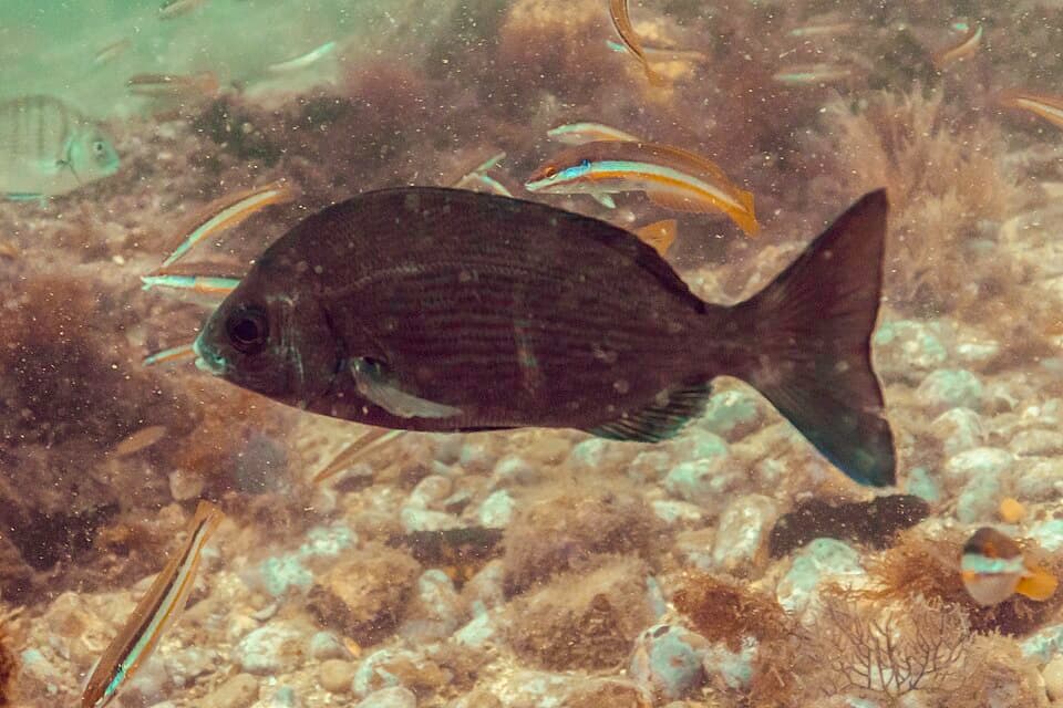 ภาพประกอบของ ปลา cantharus (Spondyliosoma cantharus)