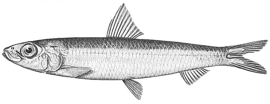 ภาพประกอบของ ปลา robustus (Spratelloides robustus)
