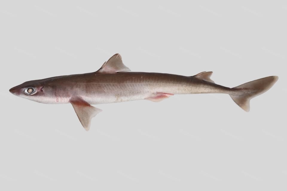 ภาพประกอบของ ปลา brevirostris (Squalus brevirostris)