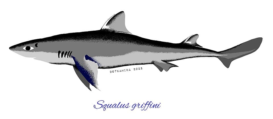 ภาพประกอบของ ปลา griffini (Squalus griffini)
