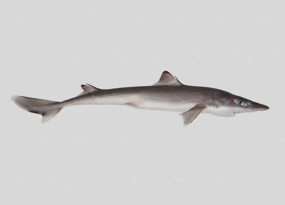 ภาพประกอบของ ปลา japonicus (Squalus japonicus)