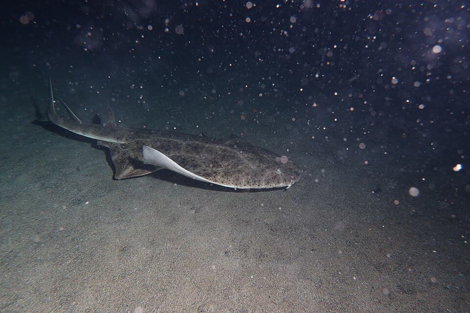 ภาพประกอบของ ปลา squatina (Squatina squatina)