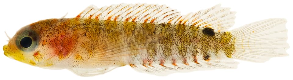 ภาพประกอบของ ปลา atlantica (Starksia atlantica)