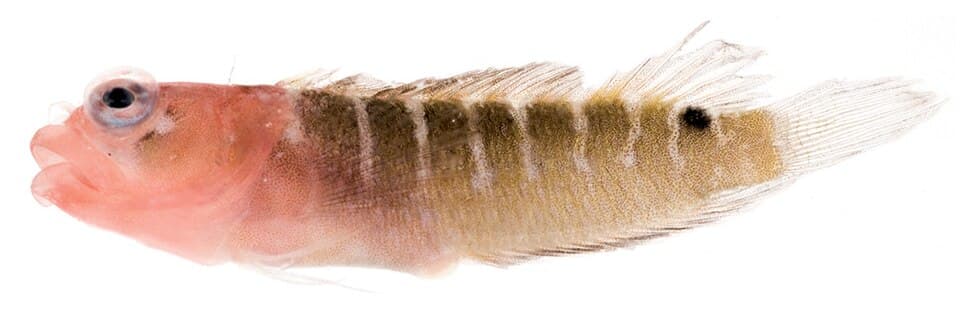 ภาพประกอบของ ปลา sangreyae (Starksia sangreyae)
