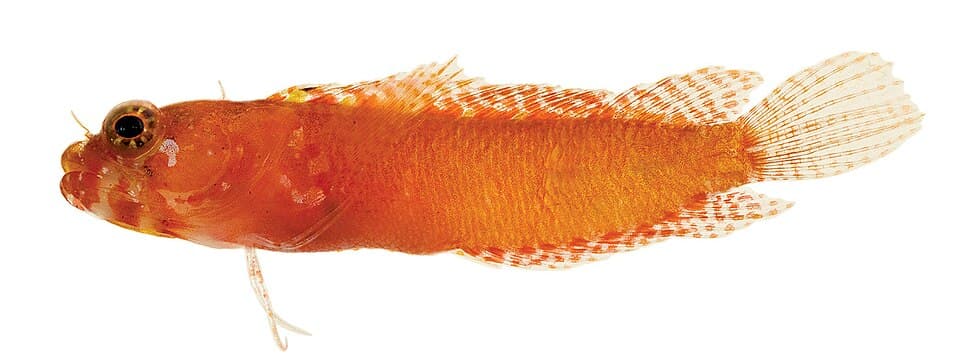 ภาพประกอบของ ปลา williamsi (Starksia williamsi)
