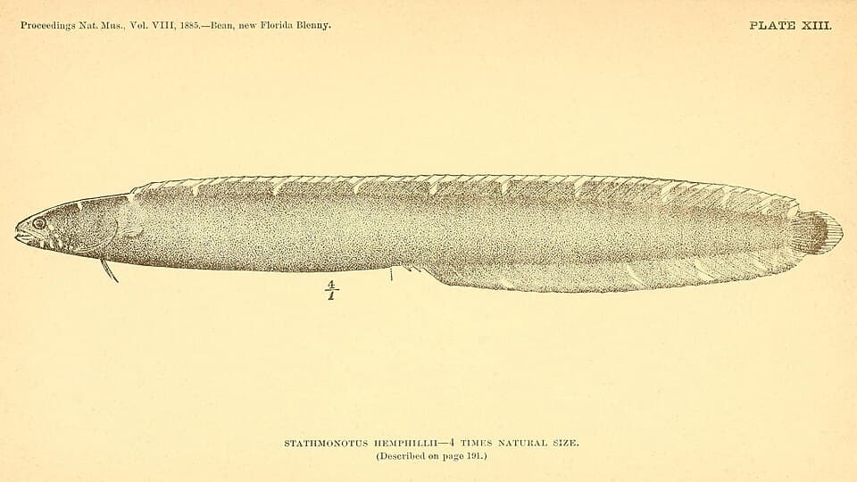 ภาพประกอบของ ปลา hemphillii (Stathmonotus hemphillii)