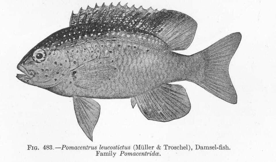 ภาพประกอบของ ปลาสลิดหิน imbricatus (Stegastes imbricatus)
