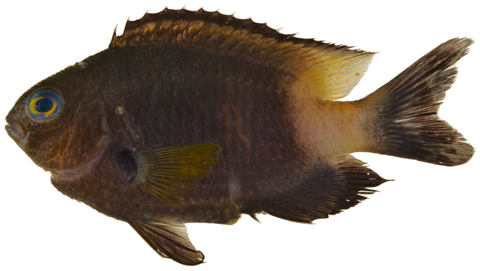 ภาพประกอบของ ปลาสลิดหินสองสี (Stegastes partitus)