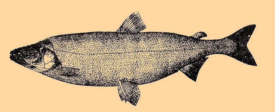 ภาพประกอบของ ปลา leucichthys (Stenodus leucichthys)