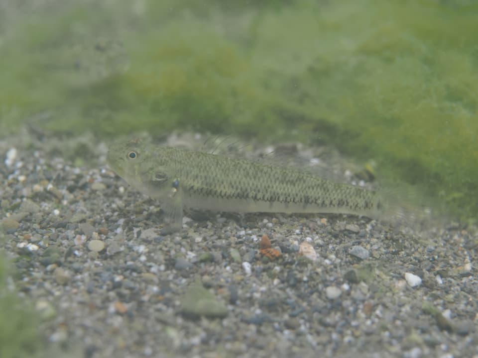 ภาพประกอบของ ปลาบู่บั้งบู่ (Stenogobius genivittatus)