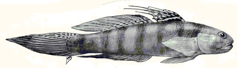 ภาพประกอบของ ปลาบู่ kenyae (Stenogobius kenyae)