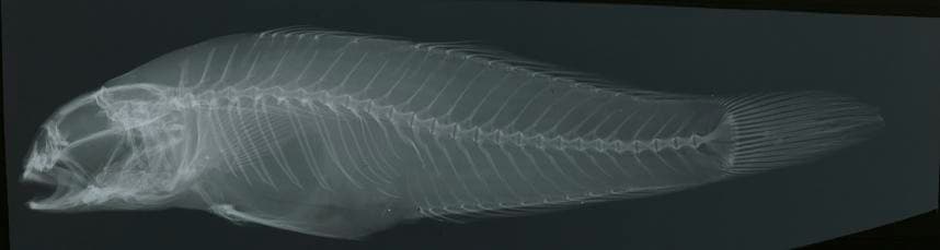 ภาพประกอบของ ปลาบู่ kyphosus (Stenogobius kyphosus)