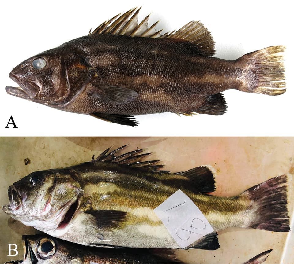 ภาพประกอบของ ปลา doederleini (Stereolepis doederleini)