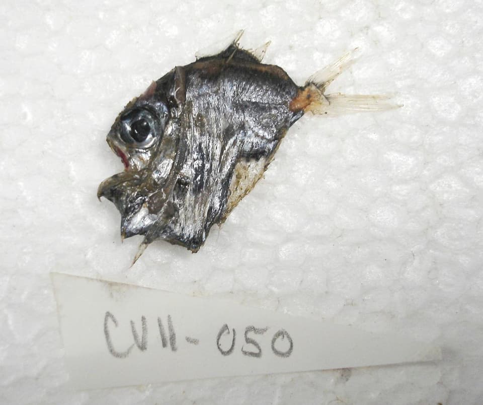 ภาพประกอบของ ปลา pseudodiaphana (Sternoptyx pseudodiaphana)
