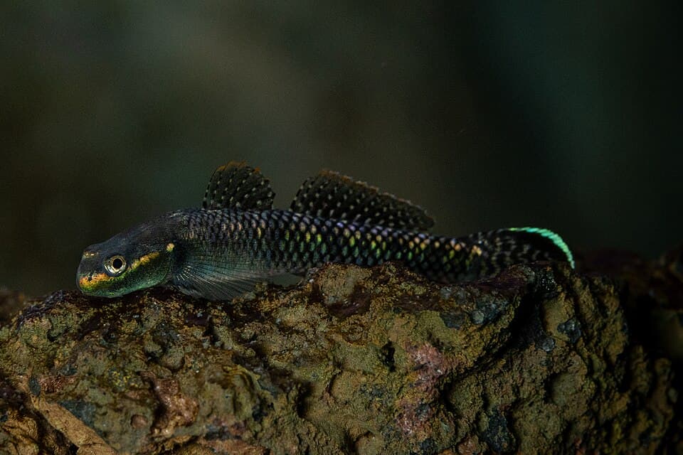 ภาพประกอบของ ปลาบู่น้ำเงินนีออนบู่ (Stiphodon atropurpureus)