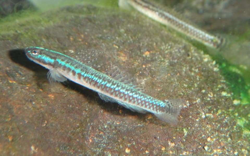 ภาพประกอบของ ปลาบู่น้ำเงินบู่ (Stiphodon caeruleus)