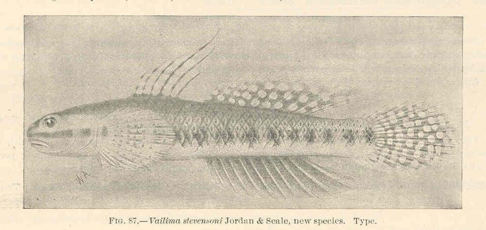 ภาพประกอบของ ปลาบู่เขียวบู่ (Stiphodon elegans)