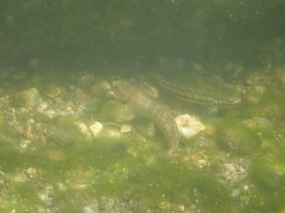ภาพประกอบของ ปลาบู่ niraikanaiensis (Stiphodon niraikanaiensis)