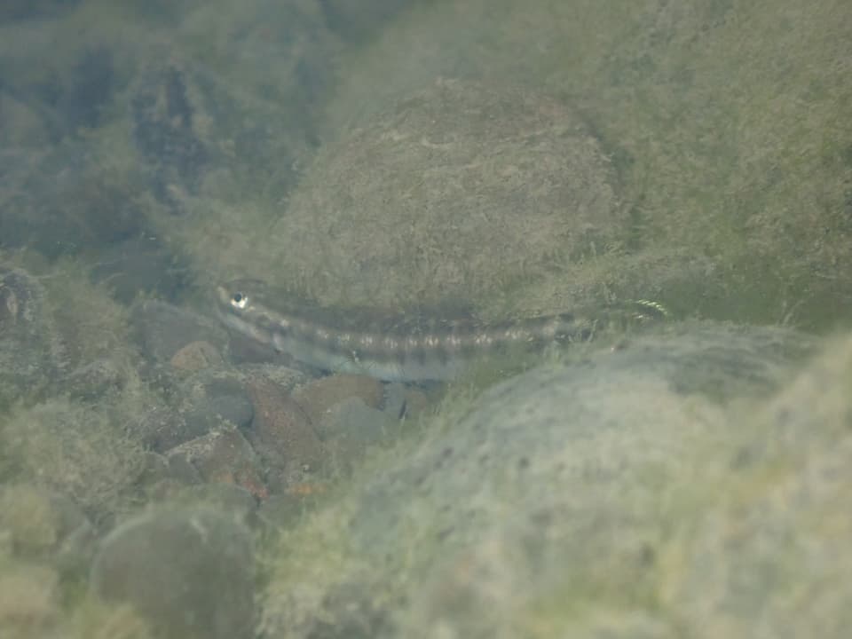 ภาพประกอบของ ปลาบู่ palawanensis (Stiphodon palawanensis)