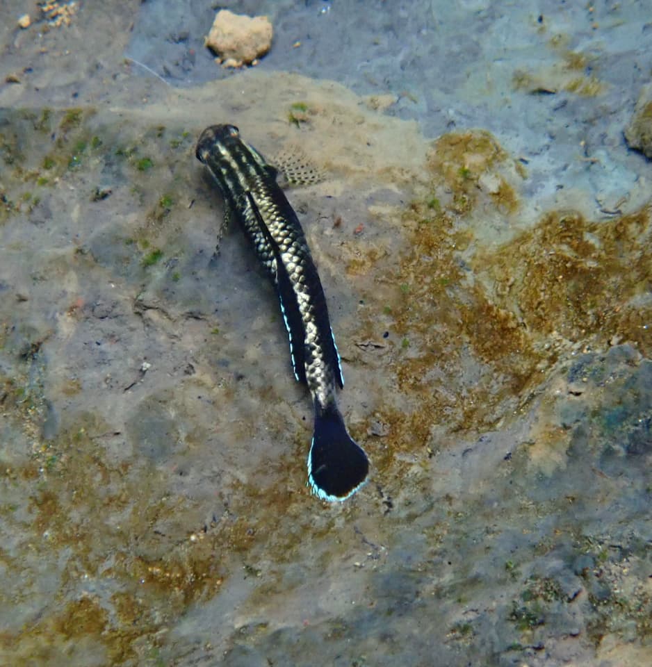 ภาพประกอบของ ปลาบู่แคระบู่ (Stiphodon pelewensis)