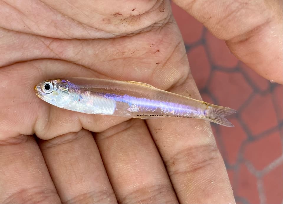 ภาพประกอบของ ปลา eldorado (Stolephorus eldorado)