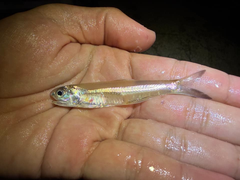 ภาพประกอบของ ปลา insularis (Stolephorus insularis)