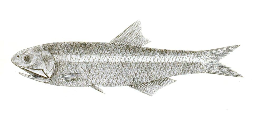 ภาพประกอบของ ปลา tri (Stolephorus tri)