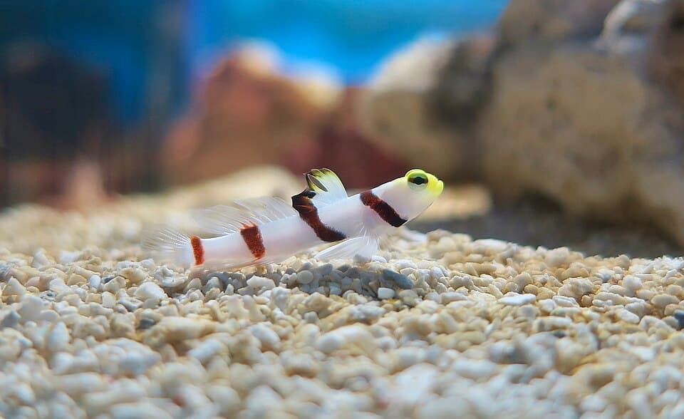 ภาพประกอบของ ปลาบู่กุ้งบู่ (Stonogobiops dracula)
