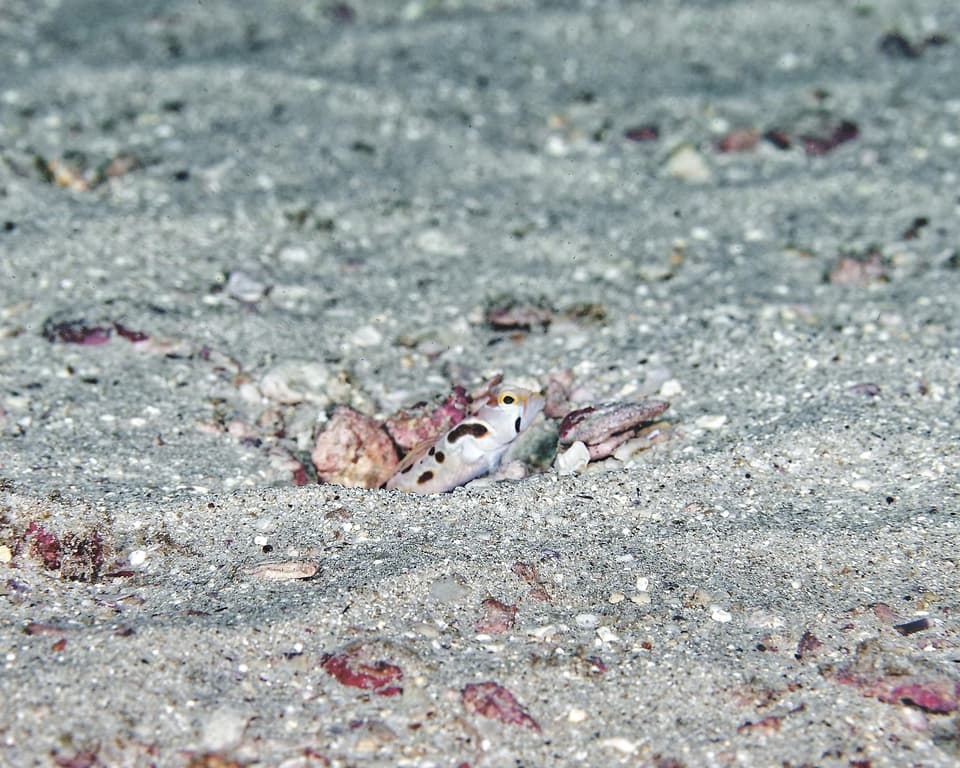 ภาพประกอบของ ปลาบู่ medon (Stonogobiops medon)