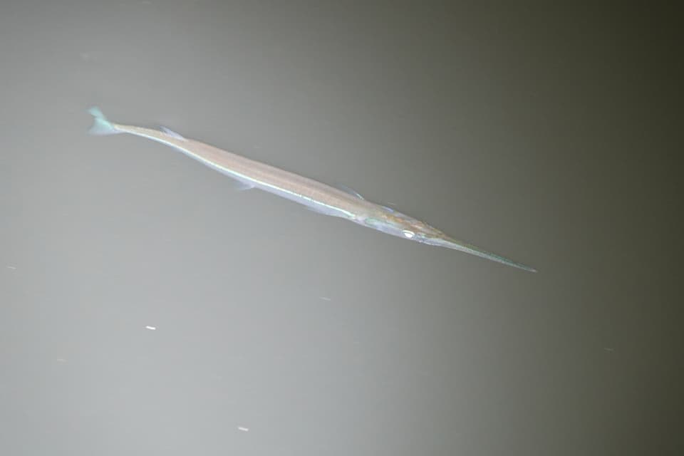 ภาพประกอบของ ปลา senegalensis (Strongylura senegalensis)