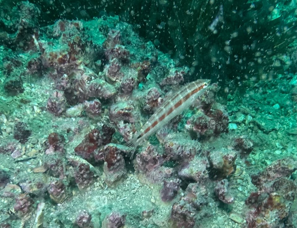 ภาพประกอบของ ปลานกขุนทอง gracilis (Suezichthys gracilis)