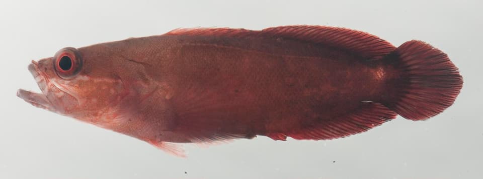 ภาพประกอบของ ปลากะรังจิ๋ว lineata (Suttonia lineata)