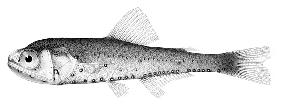 ภาพประกอบของ ปลา evermanni (Symbolophorus evermanni)