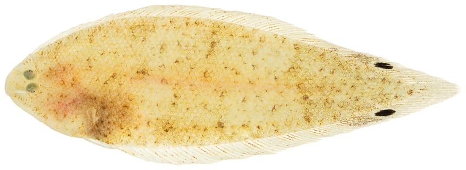 ภาพประกอบของ ปลา ommaspilus (Symphurus ommaspilus)