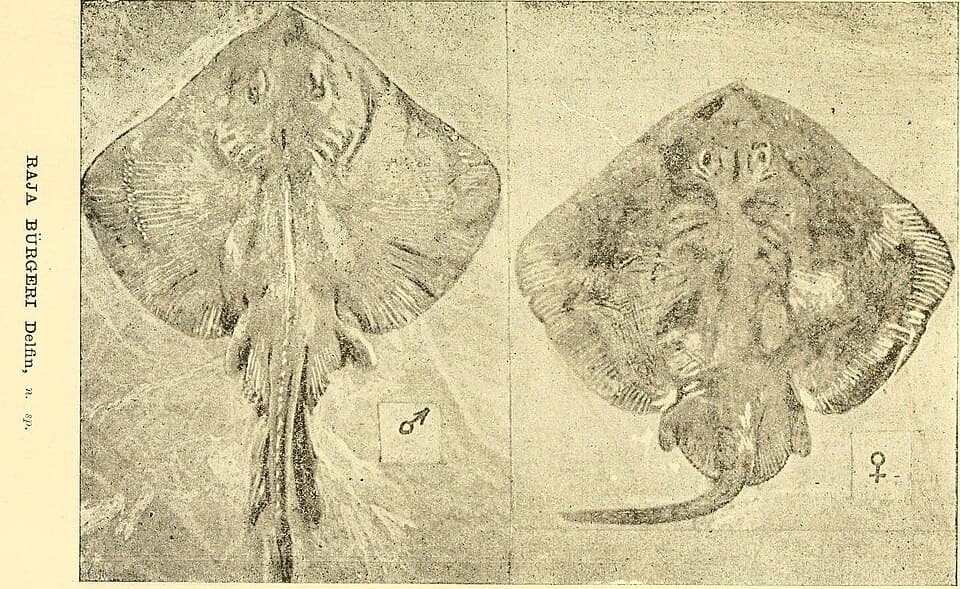 ภาพประกอบของ ปลา lima (Sympterygia lima)