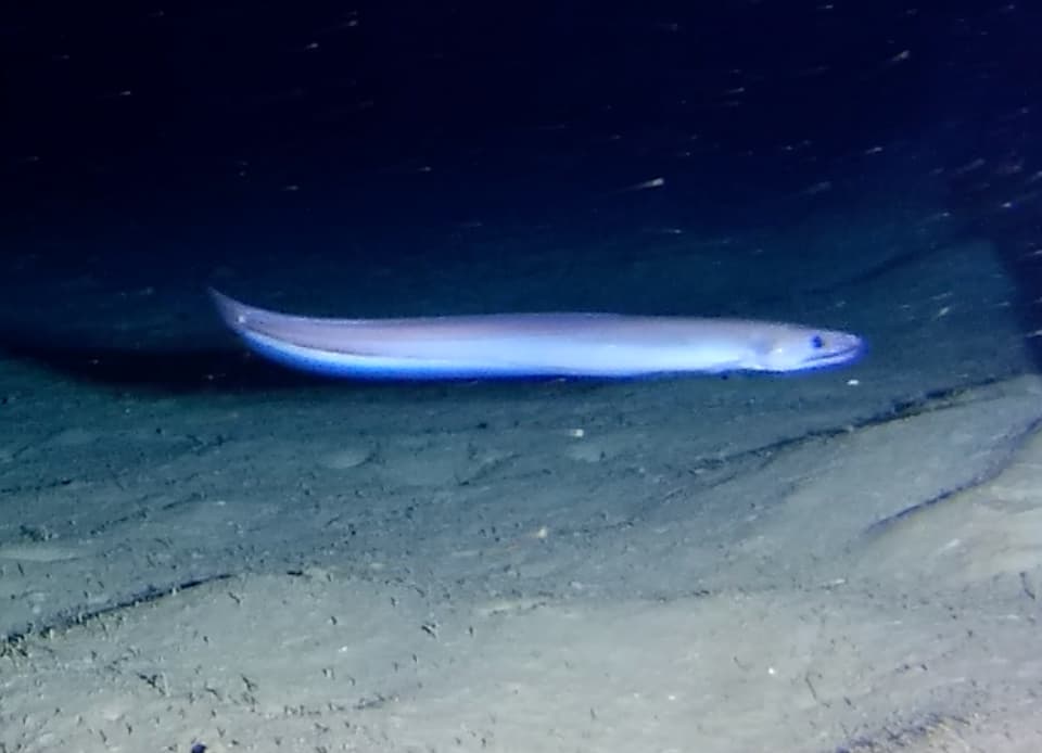 ภาพประกอบของ ปลา affinis (Synaphobranchus affinis)