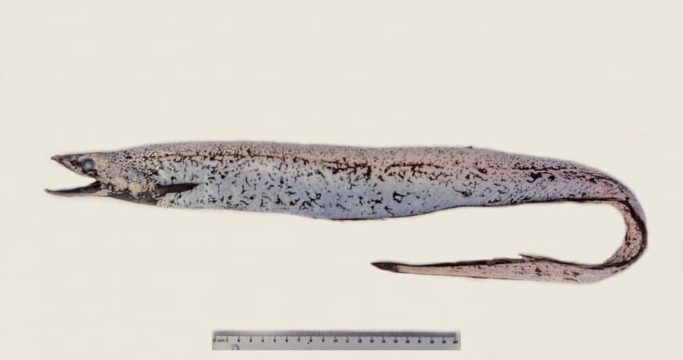ภาพประกอบของ ปลา oregoni (Synaphobranchus oregoni)