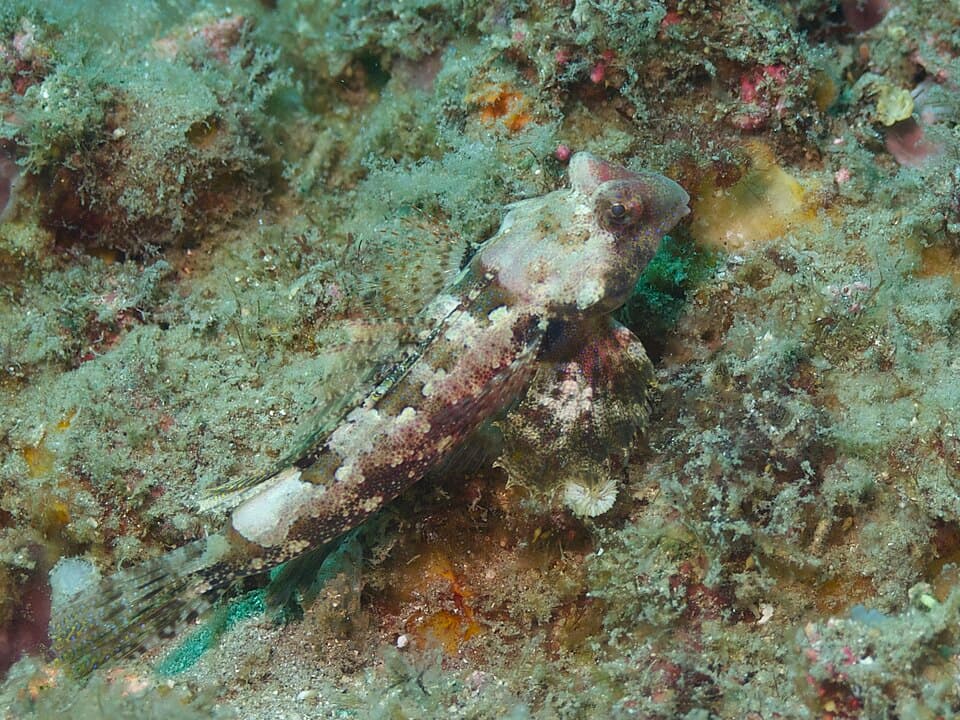ภาพประกอบของ ปลาแมนดาริน morrisoni (Synchiropus morrisoni)